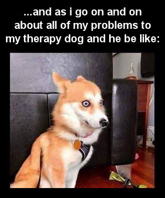 and as i go on and on about all of my problems to my therapy dog and he be like