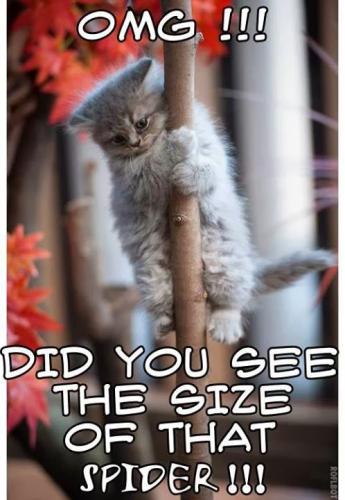 1425746_588744081174652_736989050_n