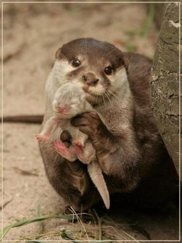 ottermom