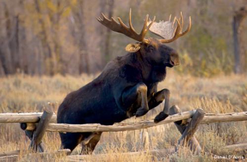 tumblr_oj3a37Phaw1uhijego1_540