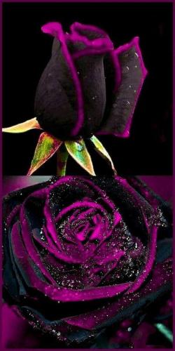 ,                                                                                                                                                                                                                          0 n