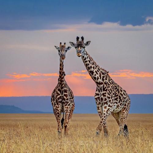 313410781_140390768745842_8783965740096494697_n