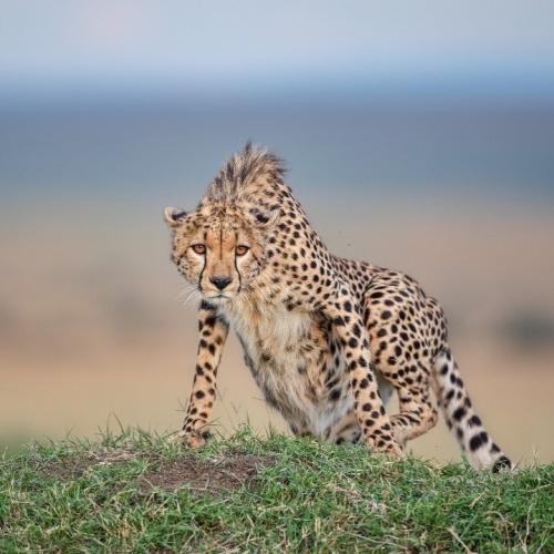 tumblr_06df25d2e27269165bd8a9b65e771339_97cd6038_1280