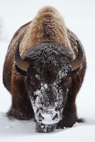 tumblr_nd23fsTg2C1s3m9g6o1_540