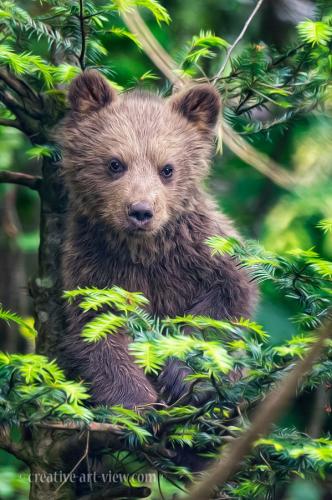 tumblr_ocbspmcJ741qa9omho1_640