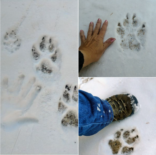 Montana wolf tracks