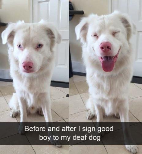 dog-breed-before-and-after-i-sign-good-boy-to-my-deaf-dog