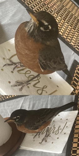 20:15:00 GMT-0400 (Eastern Daylight Time).image