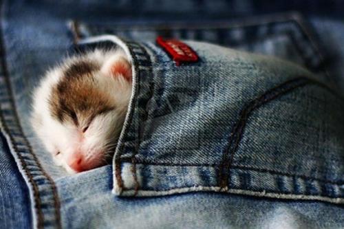 cat sleeping in pocket (1)-768w