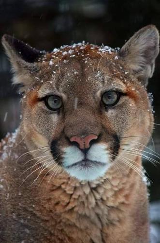 tumblr_643f815d6ea779ca990ed1205e7e9c71_99fd831d_500