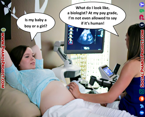 Ultrasound - Not A Biologist - Web-Social