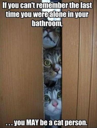 Funny-Cat-Pictures-with-Captions-41