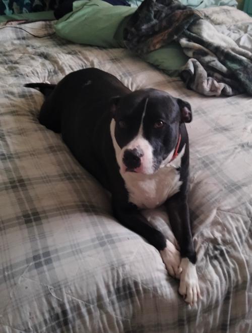 This is one of our Pitties, Sammy, he is my baby 💕