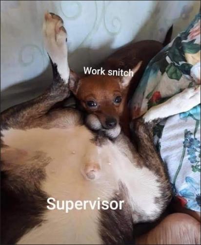 work snitch