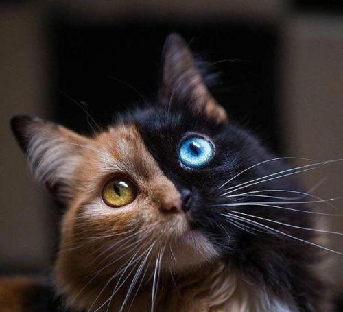 Beautiful Calico Tortie