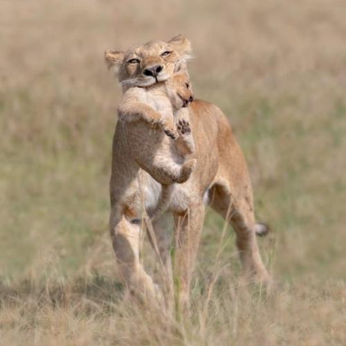 tumblr_56832b23f3584eb3e46b146f5c67b30c_f0ccea7d_540