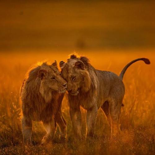 tumblr_c397acca348f11addddf99ad5f58645a_8b28fb8a_540