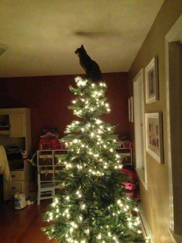 Black cat is the star of the Christmas tree