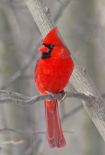 tumblr_psgxp5dwOq1v966k4o1_500