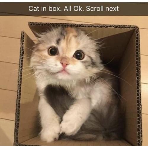 packaged-goods-cat-box-alil-ok-scroll-next