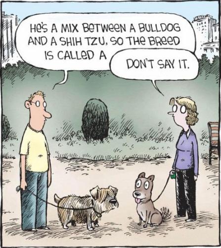 hes part bulldog