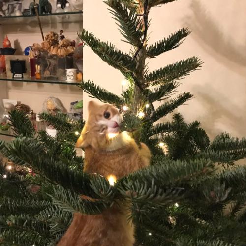 cats-vs-christmas-trees12