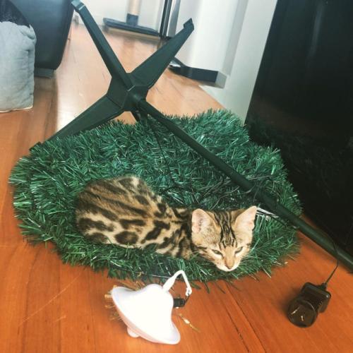 cats-vs-christmas-trees14