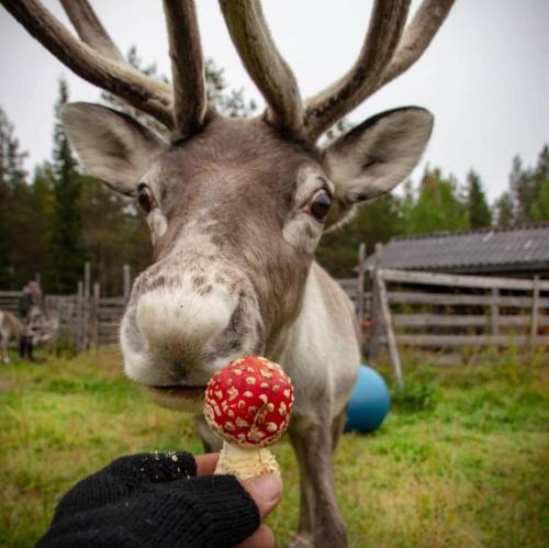 365742fd-ac0d-4ea7-8500-b47df80cc03e