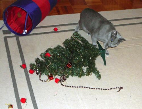 cats-vs-christmas-trees16