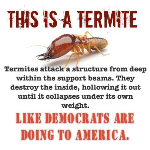 this is a termite