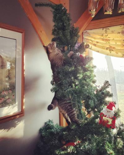 cats-vs-christmas-trees6