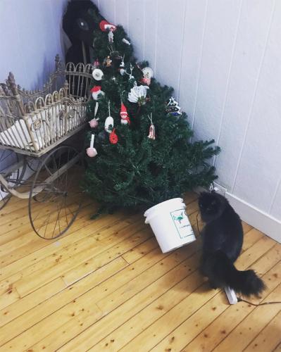 cats-vs-christmas-trees7
