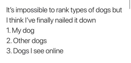 rank-types-dogs-but-think-lve-finally-nailed-down-1-my-dog-2-other-dogs-3-dogs-see-online