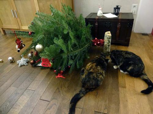 cats-vs-christmas-trees23