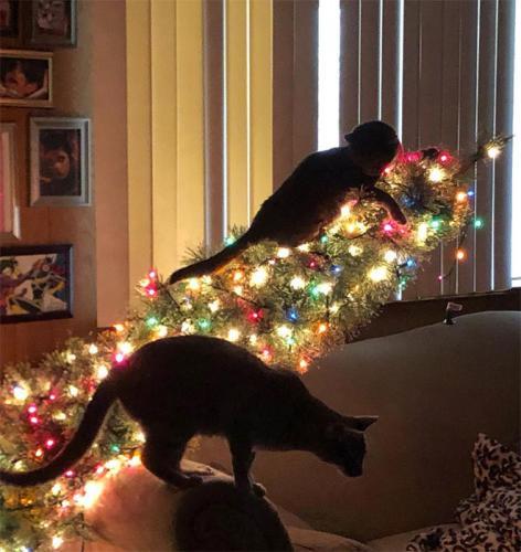 cats-vs-christmas-trees5