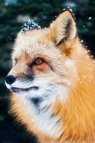 tumblr_mgbuymX42b1rtp2uuo1_500