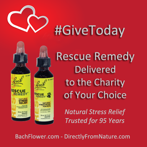 Rescue Remedy Give Today GiveToday GENERAL Deliivered to the Charity of your Choice 221130