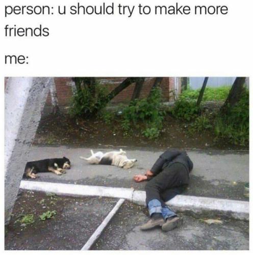 cat-person-u-should-try-make-more-friends