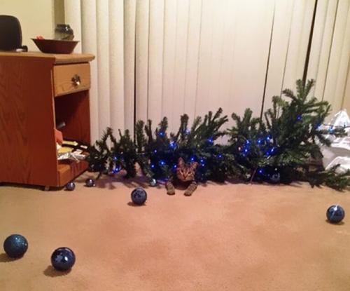cats-vs-christmas-trees18
