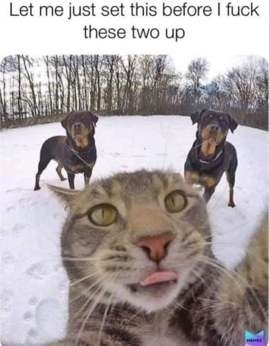 cat rotties