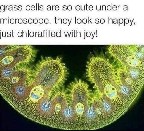 animal-grass-cells-are-so-cute-under-microscope-they-look-so-happy-just-chlorafilled-with-joy