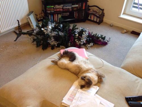 cats-vs-christmas-trees19