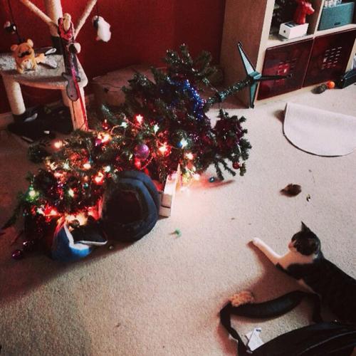 cats-vs-christmas-trees10