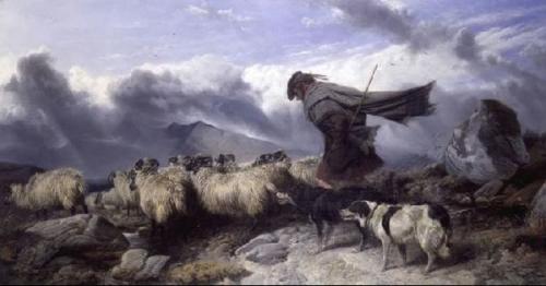 shepherd schotland