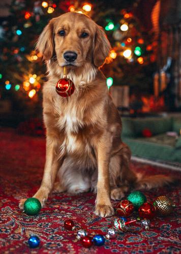 Dog with Christmas Ornament