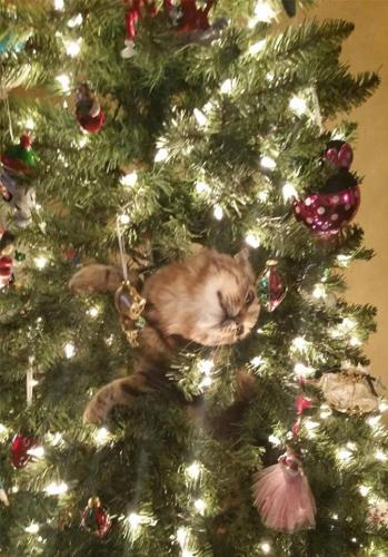 cats-vs-christmas-trees13