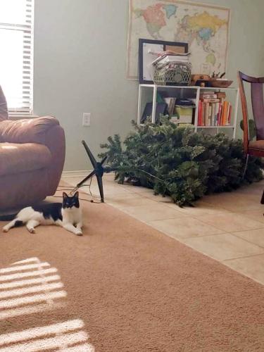 cats-vs-christmas-trees15