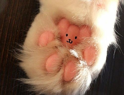 adorable cat paw-768w