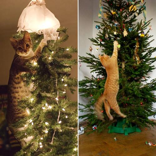 cats-vs-christmas-trees4