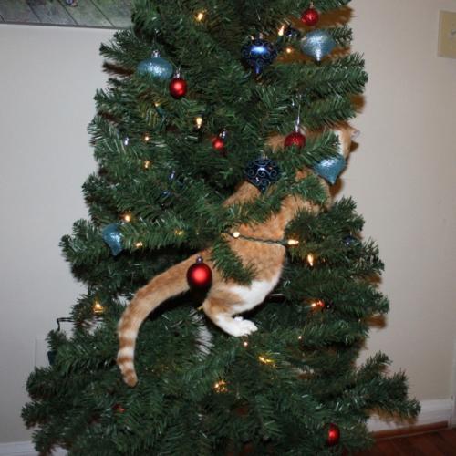 cats-vs-christmas-trees9